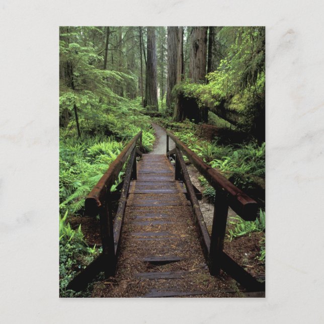 Carte Postale NA, USA, Californie, Jedidiah Smith Redwoods (Devant)