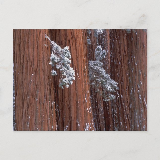 Carte Postale NA, USA, Californie. Parc national de Sequoia. (Devant)