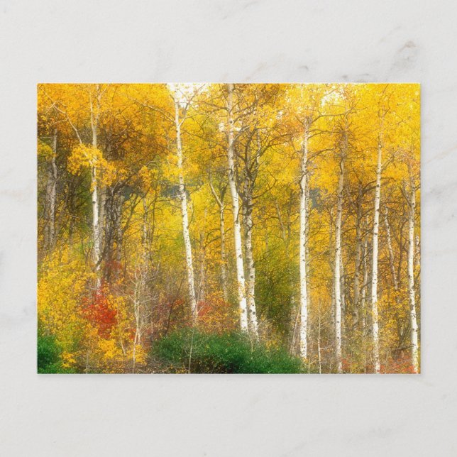 Carte Postale NA, USA, Washington, Fall Aspen Trees le long (Devant)