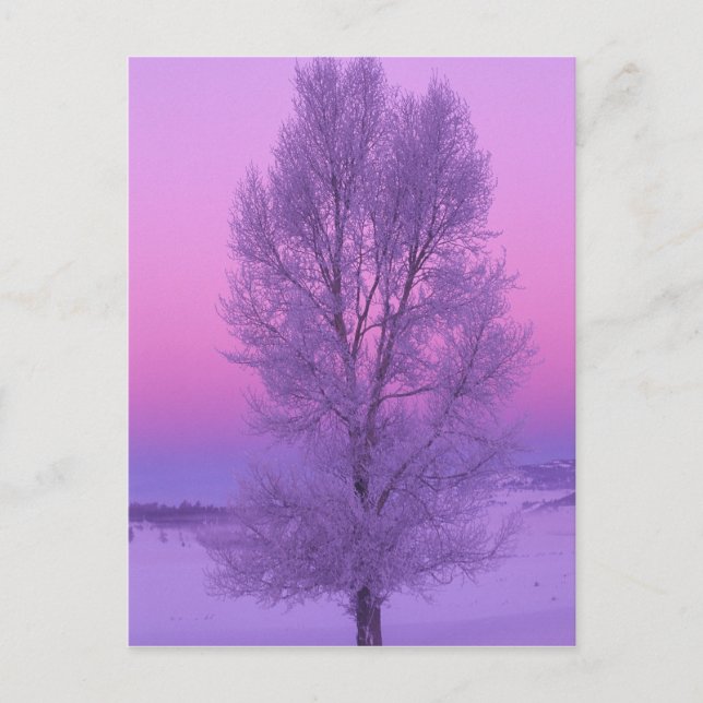 Carte Postale NA, USA, Wyoming, Yellowstone NP, Paysage (Devant)