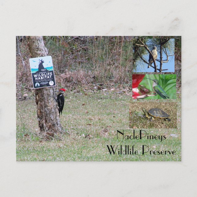 Carte postale Nacle Pineys (Devant)