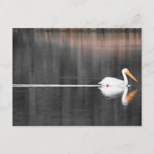 Carte Postale nage