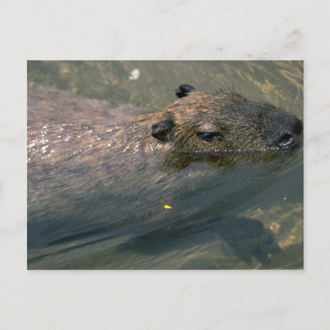 Carte Postale Nage Capybara (Devant)