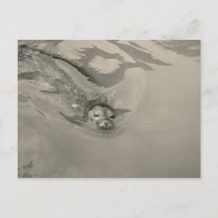 Carte Postale nage d'otaries