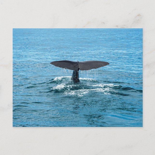 Carte Postale nageoire de baleine (Devant)