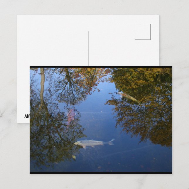 Carte Postale Nager dans le ciel (Devant / Derrière)