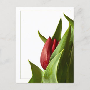 Carte Postale Naissance d'une tulipe rouge printanière