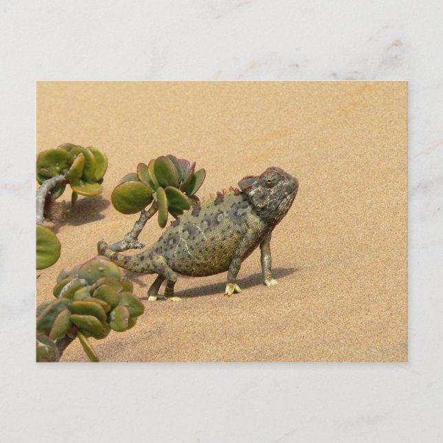 Carte Postale Namaqua Chameleon sur le sable du désert avec Plan (Devant)