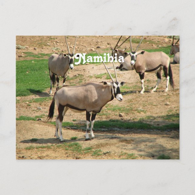 Carte Postale Namibie (Devant)
