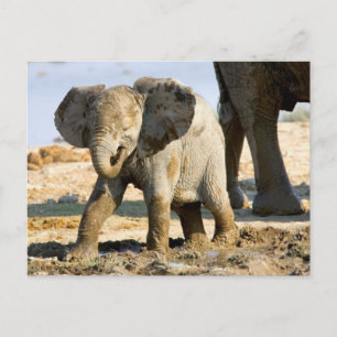 Carte Postale Namibie, Afrique : Baby African Elephant