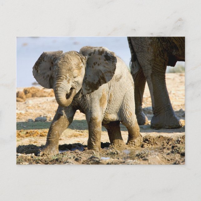 Carte Postale Namibie, Afrique : Baby African Elephant (Devant)