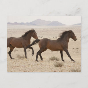 Carte Postale Namibie, Aus. Chevaux sauvages courant sur le Nami