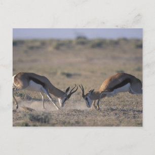 Carte Postale Namibie, Parc national d'Etosha, deux hommes