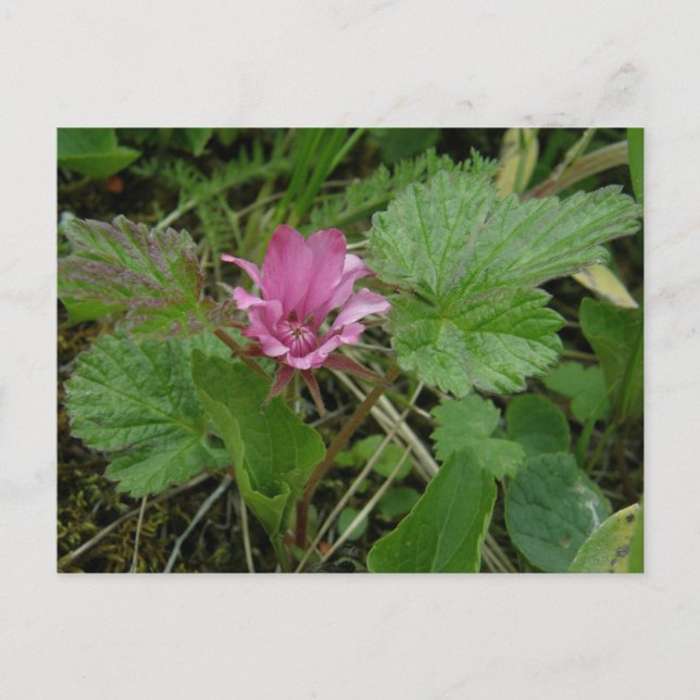 Carte Postale Nangoon Blossom, île de l'Unalaska (Devant)