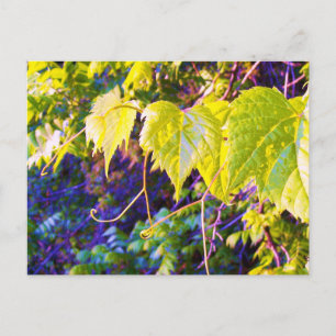 Carte Postale Napa Valley