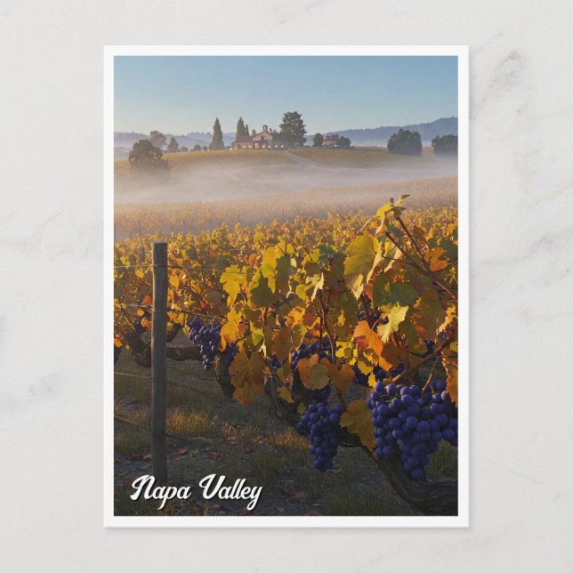 Carte Postale Napa Valley California Vinyard Winery (Devant)
