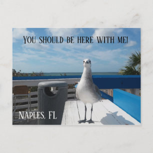 Carte Postale NAPLES, FL Cute Seagull Print Beach