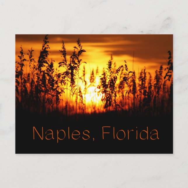 Carte postale Naples Florida Sunset (Devant)