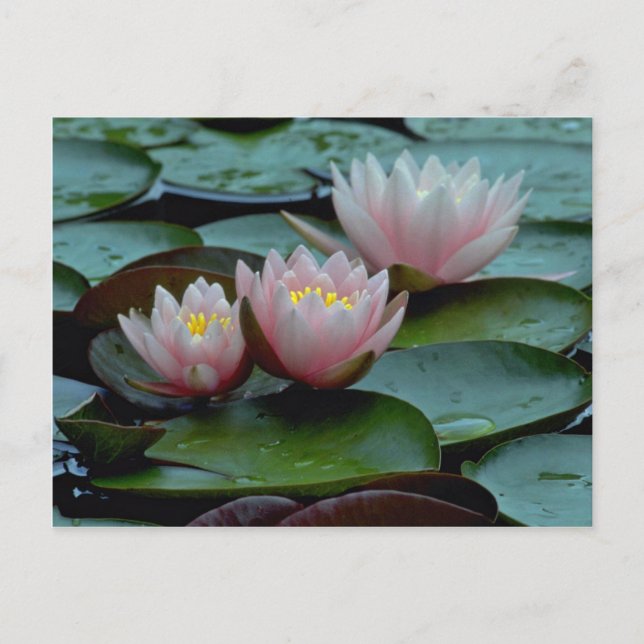 Carte Postale Nappes D'Eau En Rose (Devant)