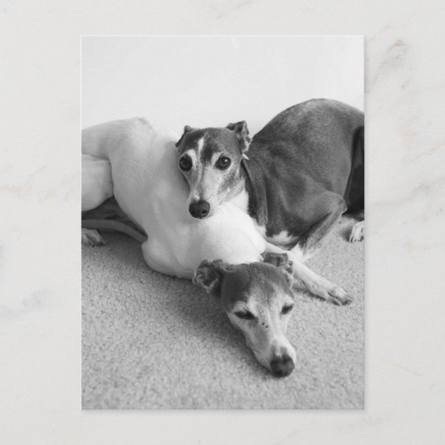 Carte Postale Napping Italian Greyhounds (Devant)