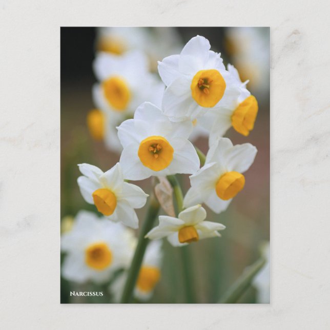 Carte Postale Narcisse [Carte postale] (Devant)