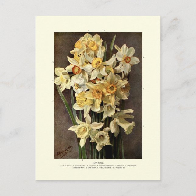 Carte Postale Narcissi (Devant)