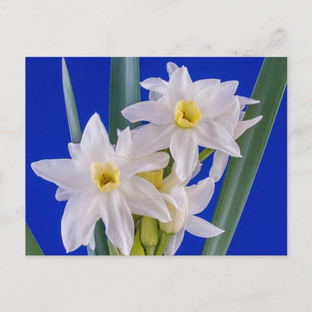 Carte Postale Narcissus (Devant)