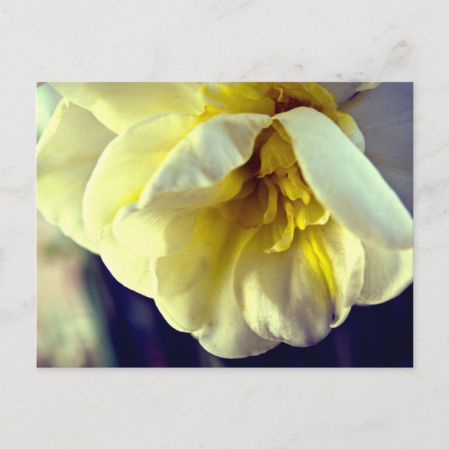 Carte Postale Narcissus Daffodil (Devant)