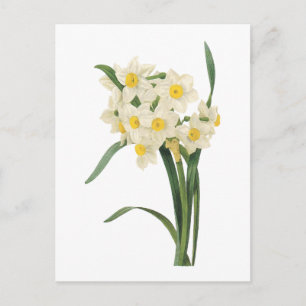 Carte Postale narcissus(Narcissus tazetta) par Redouté