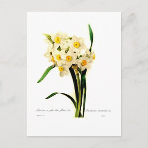 Carte Postale Narcissus tazetta.var