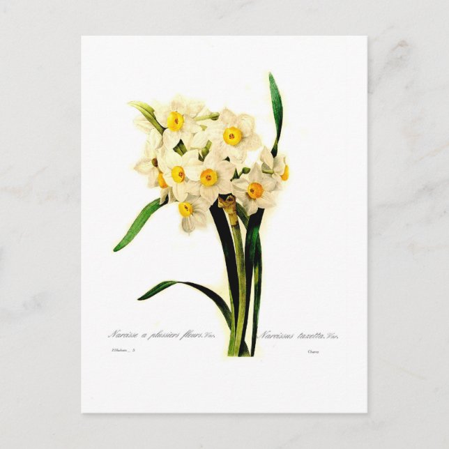 Carte Postale Narcissus tazetta.var (Devant)