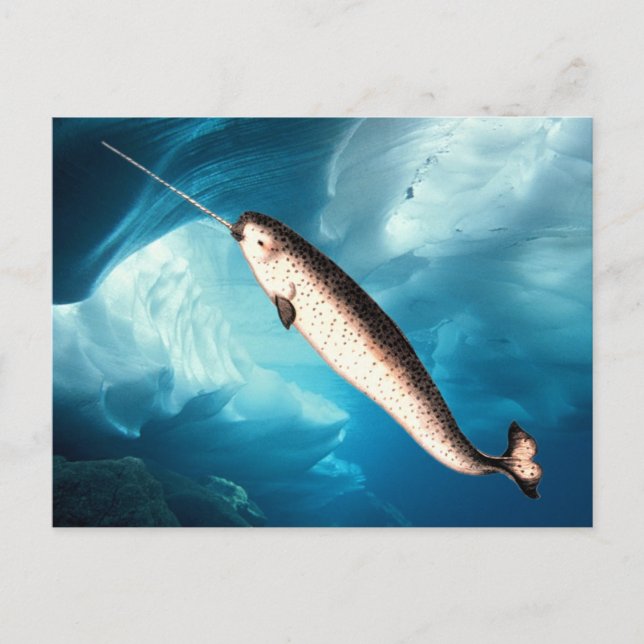 Carte Postale Narwhal Postcards (Devant)