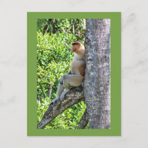 Carte Postale Nasique