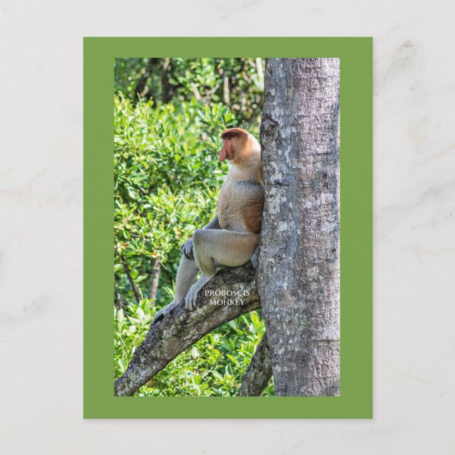 Carte Postale Nasique (Devant)