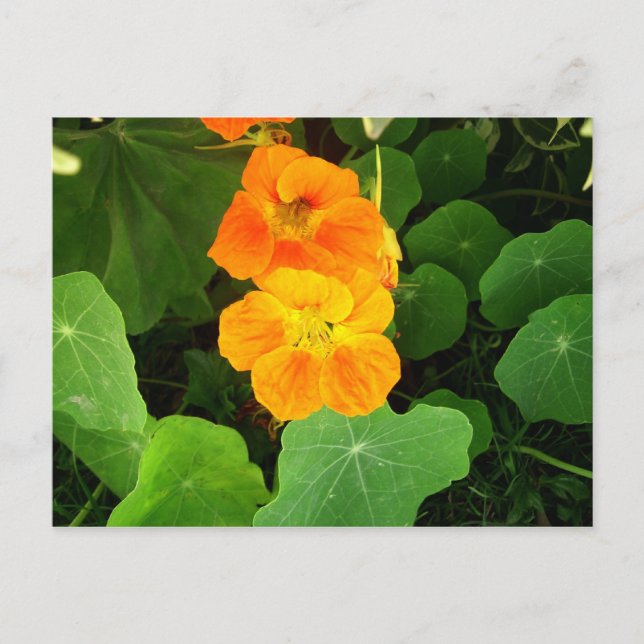 Carte Postale Nasturtium (Devant)