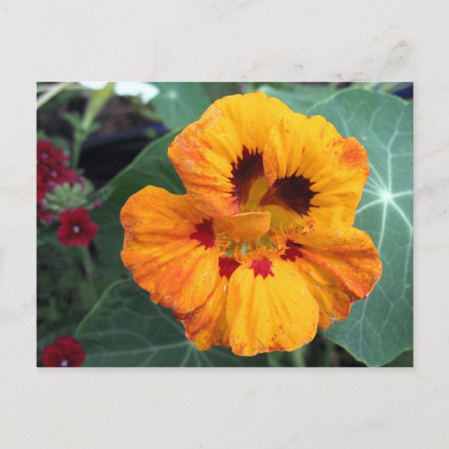 Carte Postale Nasturtium jaune-orange intense (Devant)
