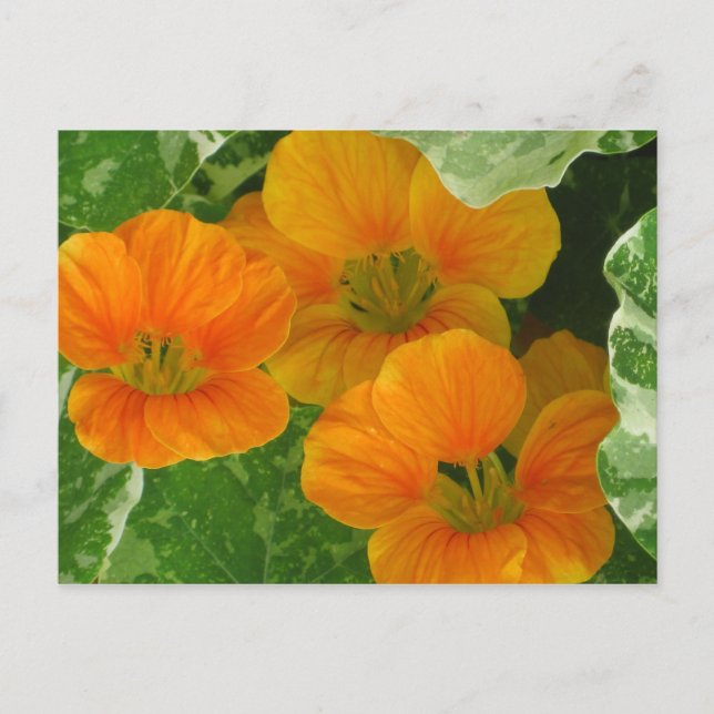 Carte Postale Nasturtiums (Devant)
