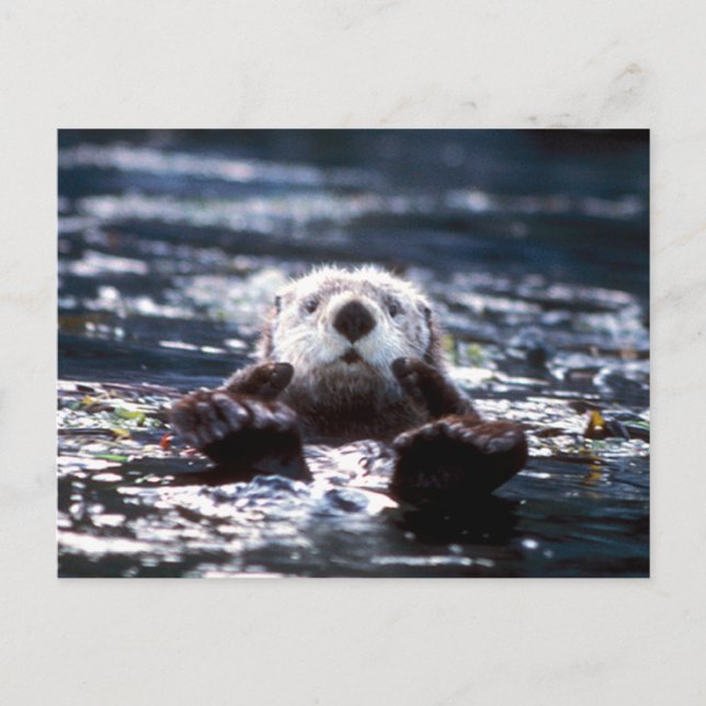 Carte Postale Natation de la Louve de mer (Devant)