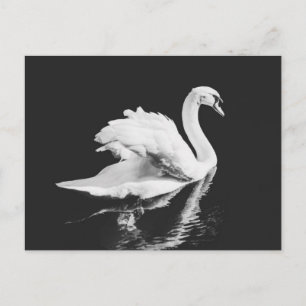 Carte Postale Natation de Swan noir et blanc
