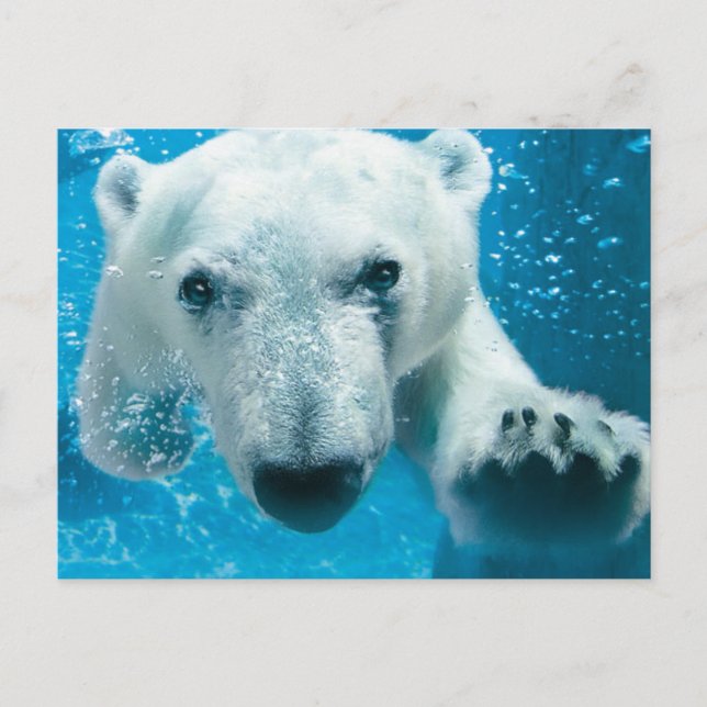 Carte Postale Natation d'ours blanc (Devant)