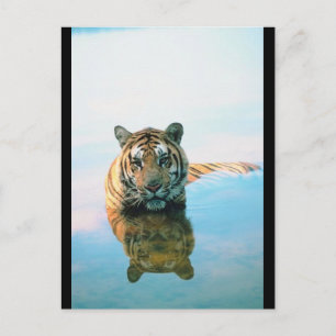 Carte Postale Natation tigre