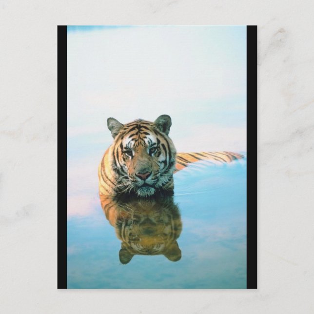 Carte Postale Natation tigre (Devant)