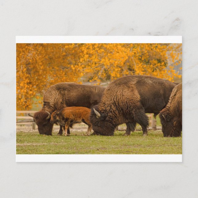 Carte Postale Nation de la famille Bison (Devant)