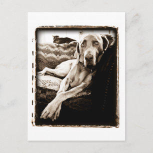 Carte Postale Nation Weimaraner : "La Chaise de Ballou"