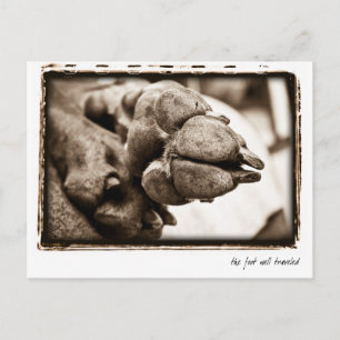 Carte Postale Nation Weimaraner : "Le pied bien parcouru"