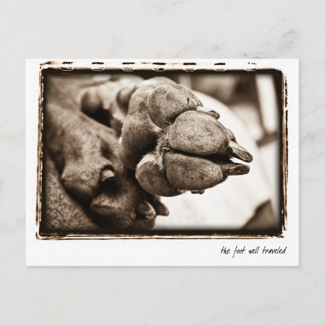 Carte Postale Nation Weimaraner : "Le pied bien parcouru" (Devant)