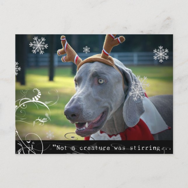 Carte Postale Nation Weimaraner : "Pas une créature ne remuait.. (Devant)