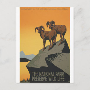 Carte Postale National Parks - Preserve Wild Life