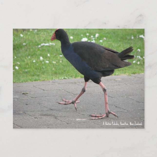 Carte postale, Native Pukeko, Hamilton, Nouvelle-Z (Devant)