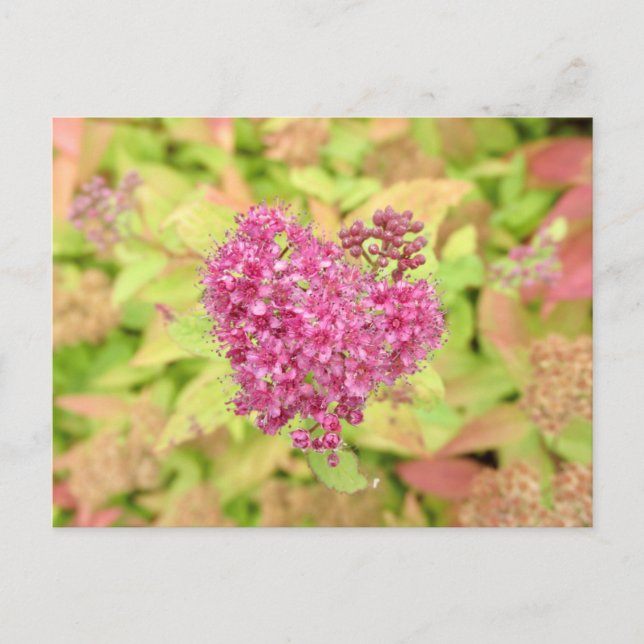Carte Postale Natural Flower Heart - percé par la flèche. (Devant)